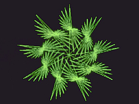 9-fold polyspiral design at 177 degrees